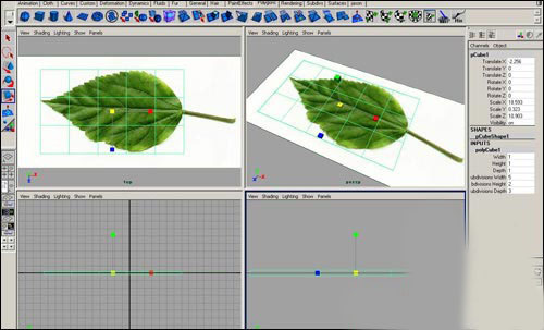 用maya制作逼真的樹葉   納金網(wǎng)
