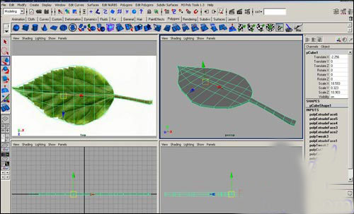 用maya制作逼真的樹葉   納金網(wǎng)